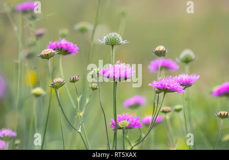 Knautia arvensis Blumen. Floral background. Stockfoto