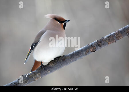 Böhmische Seidenschwanz Stockfoto