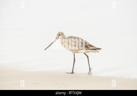 Marmorierte Godwit (Limosa fedoa), Playa del Rey, CA. Stockfoto