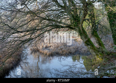 Sherborne Bach im Winter Frost. Sherborne, Cotswolds, Gloucestershire, England Stockfoto