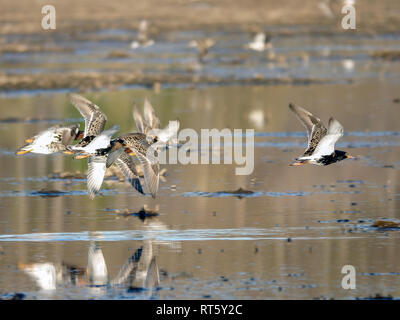 12/5000 Kampfläufer sind Zugvögel Stockfoto