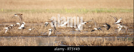 12/5000 Kampfläufer sind Zugvögel Stockfoto