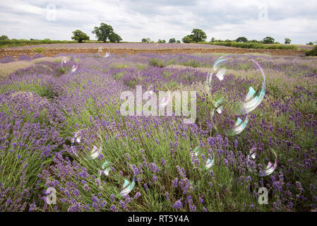 Das Somerset Lavender Farm Stockfoto