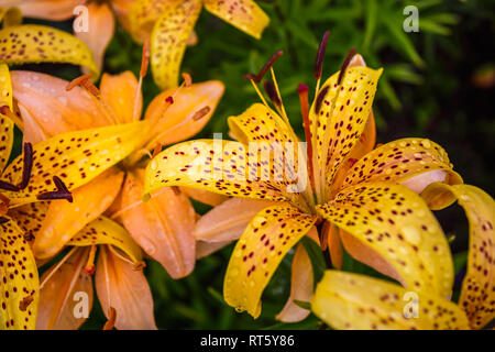 Wilde gelbe Lilien im Garten. Lilium lancifolium als Hintergrundbild oder Hintergrund. Stockfoto