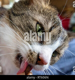 Nahaufnahme des Gesichts einer Katze essen einen Snack Stockfoto