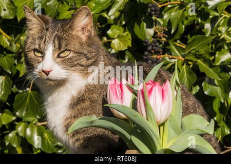 Nosy Kätzchen hinter rosa und weißen Tulpen (Tulipa, Liliaceae) im sonnigen Garten sitzen Stockfoto