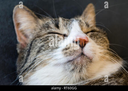 Nahaufnahme des Gesichts eines entspannten niedlich, gestreift und schlafende Katze Stockfoto