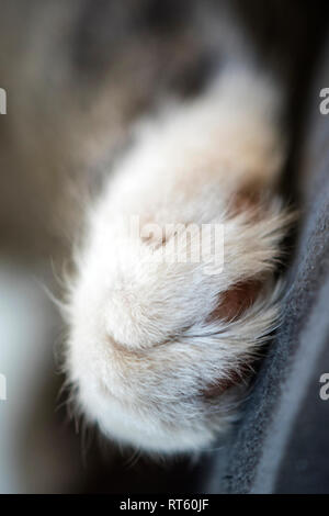 Makroaufnahme der Pfote von einer entspannten und schlafende Katze Stockfoto