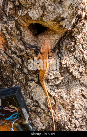 Männliche Oriental Garden Eidechse, Calotes versicolor, Anzeigen Zucht Farbe, Nesting, die in der Höhle eines lebbeck, Albizia lebbeck, Baum. Stockfoto