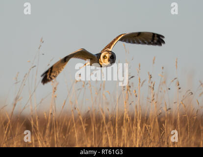 Short Eared Owl Jagd über das Cotswold Hügel Grünland Stockfoto