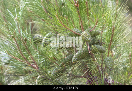 In der Nähe Bild von Pinus pumila mit grünen Kegel. Stockfoto