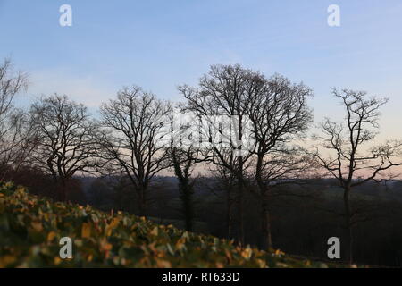 Bäume in der Abendsonne Stockfoto