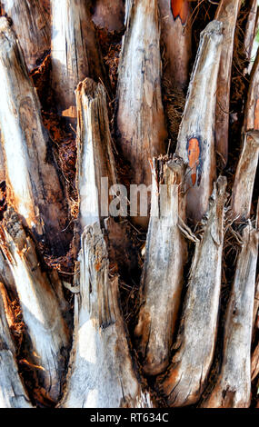 Eine Nahaufnahme der getrimmten Stamm eines Date palm Tree, Phoenix dactylifera. Stockfoto