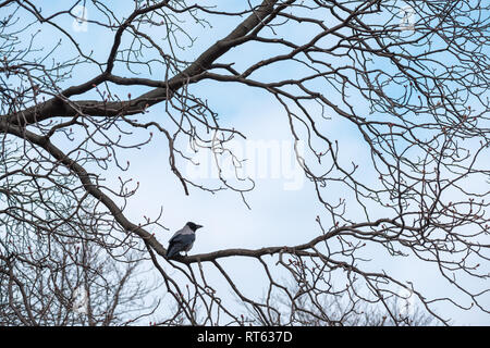 Krähe sitzt auf einem malerischen Direktbank ohne Baum ohne Blätter dot Herbst - Winter Landschaft Stockfoto