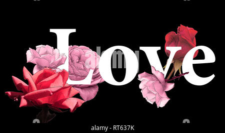 Konzept Liebe farbigen Rosen schwarz background by jziprian Stockfoto