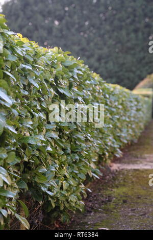 Blick von der kleinen Business Units im Land Stockfoto