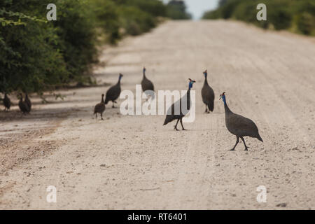 In der Nähe der Herde von Behelmten guineafowl, meleagris, Überquerung der Straße in Afrika Stockfoto