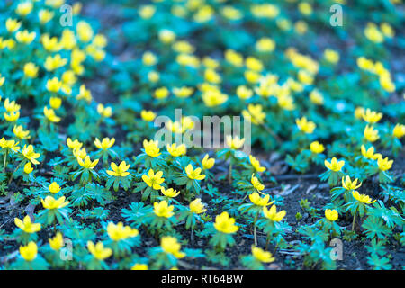 Blühende Camas Blumen Stockfoto