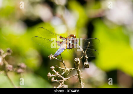 Rückansicht eines männlichen (Libellula depressa) Plattbauch oder breit-bodied Darter auf einem Twig thront. Stockfoto