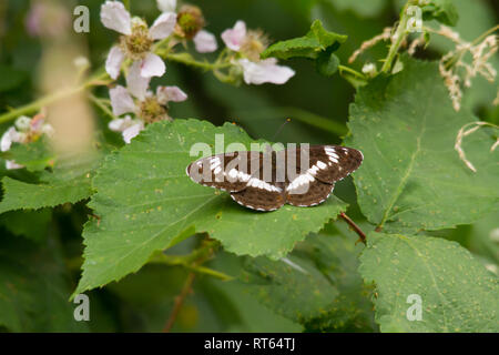 Eine weiße Admiral Schmetterling (Limenitis camilla) der Familie der Nymphalidae, ruht auf einem dornbusch Blatt. Stockfoto