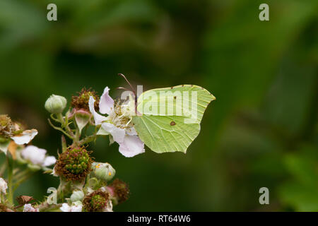 Zitronenfalter (Gonepteryx rhamni) Ernährung auf einem dornstrauch. Stockfoto