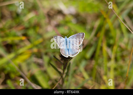 Eine Chalkhill Blue Butterfly (Polyommatus coridon) aus der Familie Lycaenidae, Fütterung Form einer Blume. Stockfoto