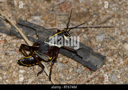 Pferd Taeniopoda Lubber, EE, Nymphe Stockfoto