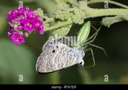 Lynx Spider, Peucetia sp., Fütterung auf erfasst Marine Blau, Leptotes Marina an Scharlach Spiderling, Boerhavia coccinea Stockfoto