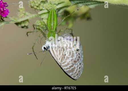Lynx Spider, Peucetia sp., Fütterung auf erfasst Marine Blau, Leptotes Marina an Scharlach Spiderling, Boerhavia coccinea Stockfoto