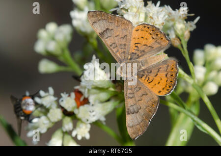 Zela Metalmark, Apodemia zela, männliche Nektarisierung auf Setzweide, Baccharis salicifolia Stockfoto