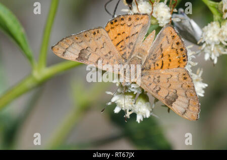 Zela Metalmark, Apodemia zela, männliche Nektarisierung auf Setzweide, Baccharis salicifolia Stockfoto