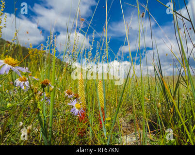 Landschaft Wiesen und Weiden des Baikal National Park. Landschaft Wiesen und Weiden des Baikal National Park. Stockfoto