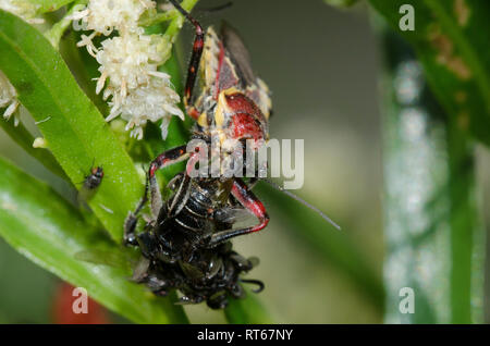 Gelbbauchbiene Assassin, Apiomerus flaviventris, mit Beute und Freeloader-Fliegen, Familie Milichiidae, auf Seeweide, Baccharis salicifolia Stockfoto