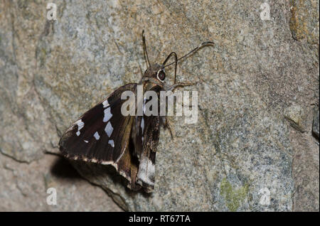 Arizona Skipper, Codatractus arizonensis Stockfoto