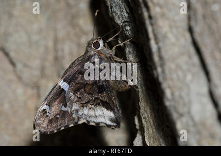 Arizona Skipper, Codatractus arizonensis Stockfoto