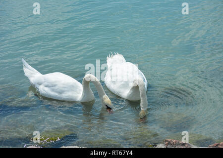 Swan Paar am Balaton Essen mit dem Kopf unter Wasser Stockfoto