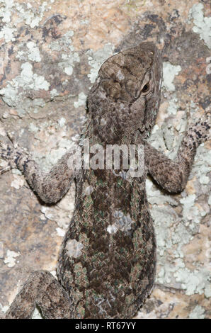 Clark's stachelige Echse, Sceloporus clarkii Stockfoto