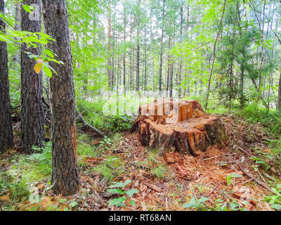 Stumpf gesägt dickes Holz. die Entwaldung unter Baikal. Stockfoto