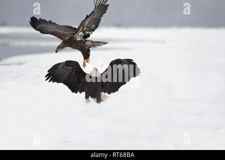 Erwachsenen und Jugendlichen Weißkopfseeadler Begrüßung Stockfoto