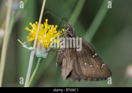 Nördliche Wolkenbildung, Cecropterus pylades, weibliches Nektaring auf Sweetbush, Bebbia juncea Stockfoto