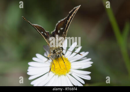 Viele entdeckten Piruna Skipperling, Aea, nectaring auf Berufskraut, Erigeron sp. Stockfoto