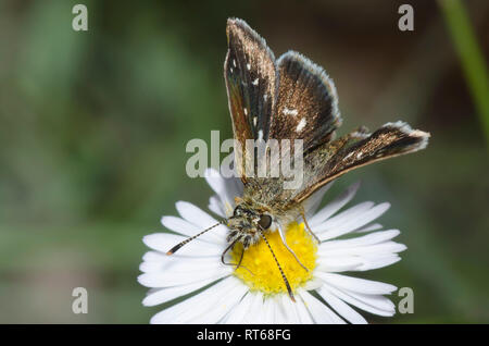 Viele entdeckten Piruna Skipperling, Aea, nectaring auf Berufskraut, Erigeron sp. Stockfoto