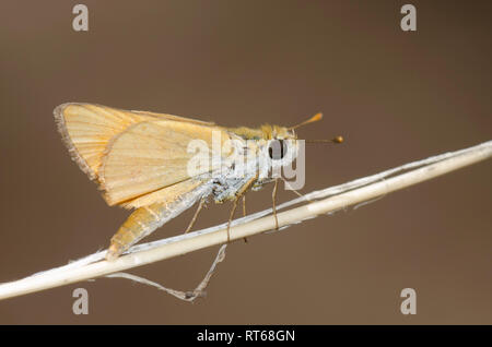 Orange Skipperling, Oarisma aurantiaca Stockfoto
