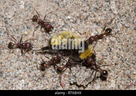 Ameisen, Novomessor albisetosus, schleppen Sonoran Bumble Bee, Bombus sonorus Stockfoto