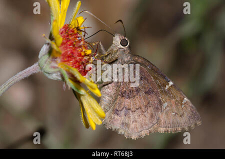 Nördlicher Wolkenflügel, Cecropterus pylades, weiblicher Nektaring auf Red Dome Blanketflower, Gaillardia pinnatifida Stockfoto