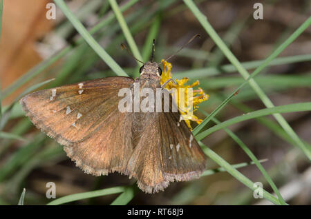 Nördliche Wolkenbildung, Cecropterus pylades, weibliches Nektaring auf Sweetbush, Bebbia juncea Stockfoto