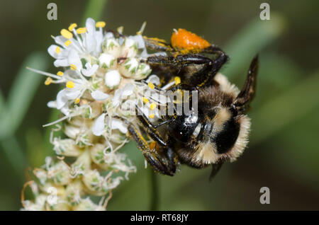 Sonoran Bumble Bee, Bombus sonorus, auf Prairie Klee, Dalea sp. Stockfoto
