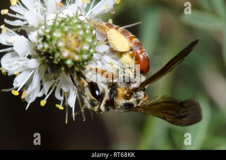 Stachelige - Mohn, Andrena Andrena argemonis, auf Prairie Klee, Dalea sp. Stockfoto