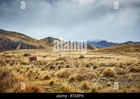 Chile, Valle Chacabuco, Parque Nacional Patagonien, steppenlandschaft am Paso Hondo mit vikunjas im Hintergrund Stockfoto