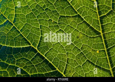 Detail einer Savoy Blatt Stockfoto